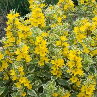 Вербейник АЛЕКСАНДР точечный в Туле