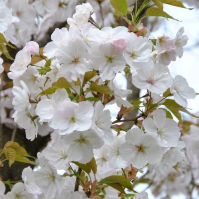 Сакура САНСЕТ БУЛЕВАРД в Туле