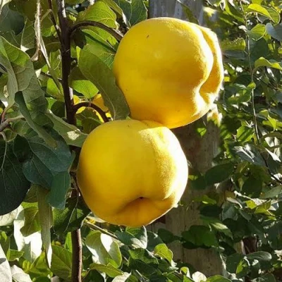 Айва МАРИЯ в Туле