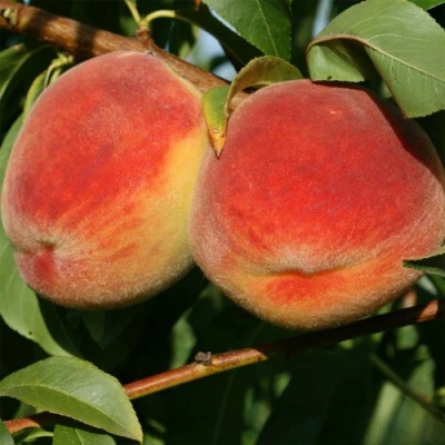 Персик МАРИЯ в Туле
