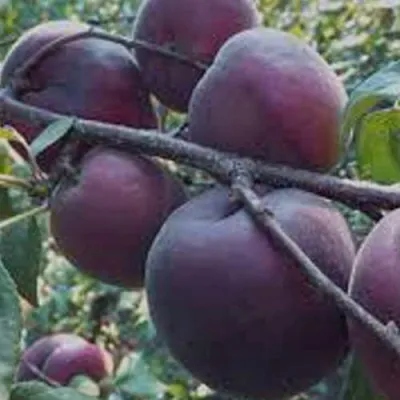 Абрикос ЧЕРНЫЙ БАРХАТ в Туле