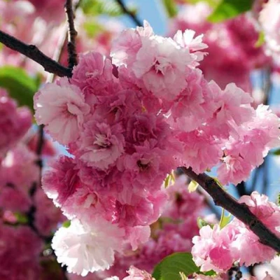 Сакура ПИНК ПЕРФЕКШН в Туле