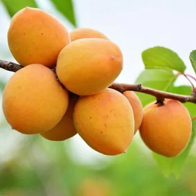 Абрикос ЦАРСКИЙ в Туле