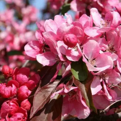 Яблоня РУДОЛЬФ декоративная  в Туле