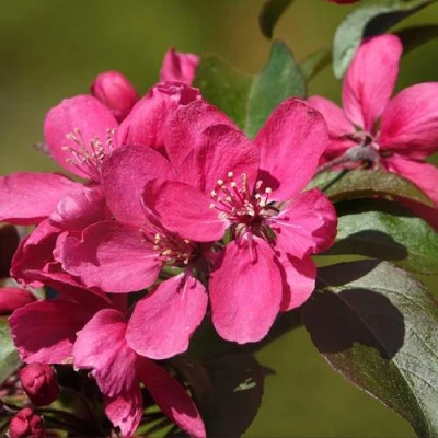 Яблоня НЕДЗВЕЦКОГО в Туле