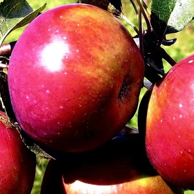 Яблоня ВЕСЯЛИНА в Туле