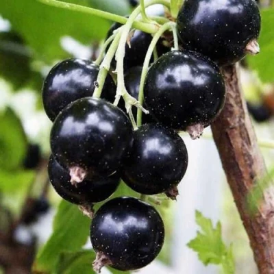 Смородина чёрная ДЕЛИКАТЕСНАЯ в Туле