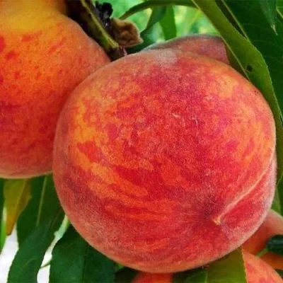 Персик ЗОЛОТОЙ ЮБИЛЕЙ в Туле