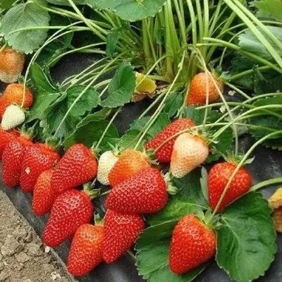 Клубника РОКСАНА в Туле
