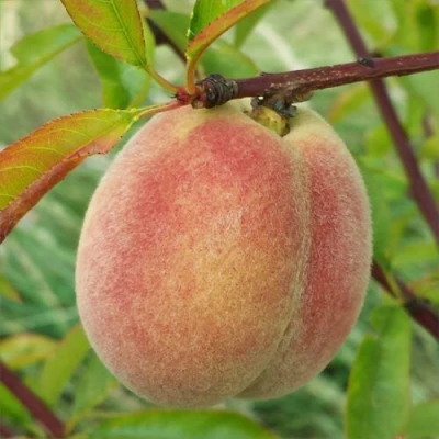 Персик ЕЛГАВСКИЙ в Туле