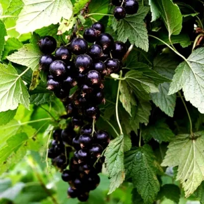 Смородина чёрная БЕЛОРУССКАЯ СЛАДКАЯ в Туле