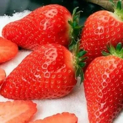 саженцы клубники Альба