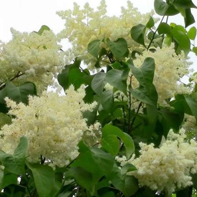 Сирень АМУРСКАЯ в Туле