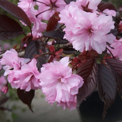 Сакура РОЯЛ БУРГУНДИ в Туле