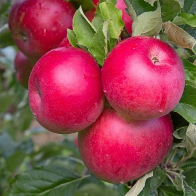 Яблоня РОЖДЕСТВЕНСКОЕ в Туле