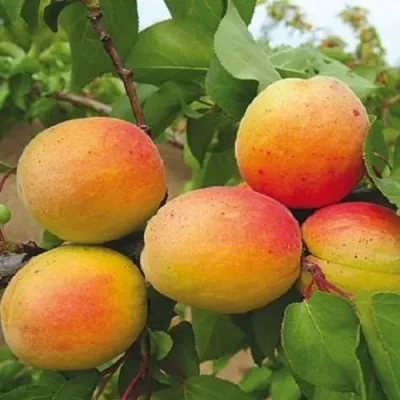 Абрикос САРДОНИКС в Туле