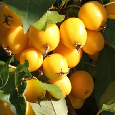 Яблоня ГОЛДЕН ХОРНЕТ декоративная в Туле