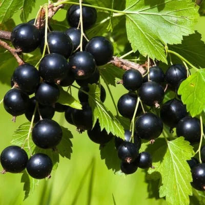 Смородина чёрная БЕЛОРУССКАЯ СЛАДКАЯ в Туле