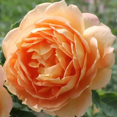 саженцы роз Леди Оф Шалот