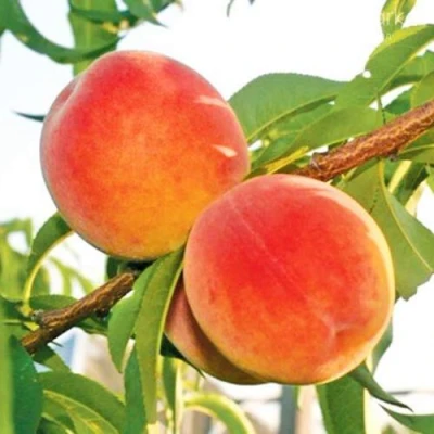Персик ОНТАРИО в Туле