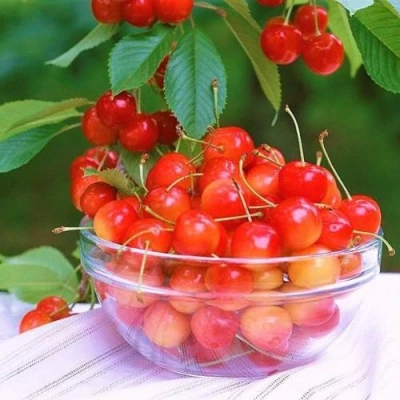 саженцы черешни Наслаждение