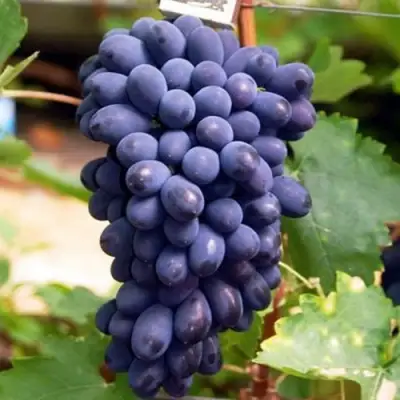 виноград кодрянка