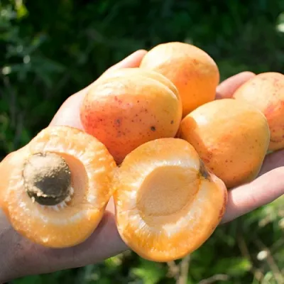 Абрикос ХАРГРАНД в Туле