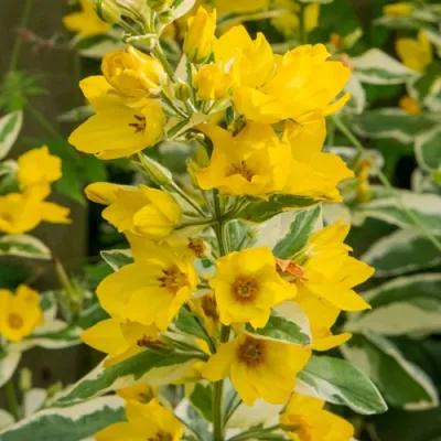 Вербейник АЛЕКСАНДР точечный в Туле