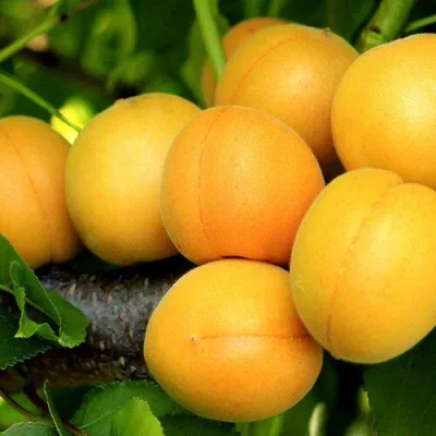 Абрикос ЦАРСКИЙ в Туле