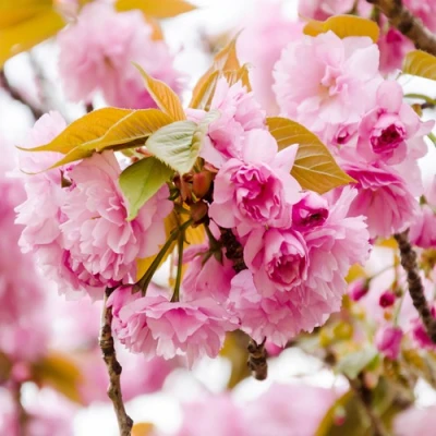 Сакура КАНЗАН в Туле