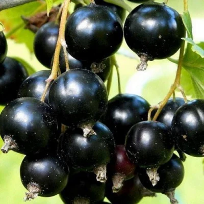 Смородина чёрная СОКРОВИЩЕ в Туле