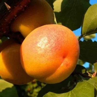 Абрикос СПАДЧЫНА в Туле