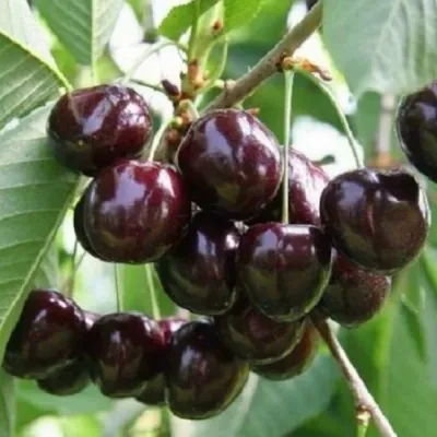 Черешня ЛЕНИНГРАДСКАЯ ЧЁРНАЯ в Туле