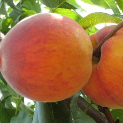 Персик СОЧНЫЙ в Туле