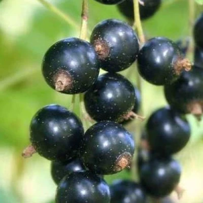 Смородина черная СТРЕЛЕЦ в Туле