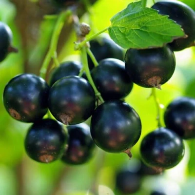 Смородина чёрная ВЕЛОЙ (ЛЕНИНГРАДСКАЯ СЛАДКАЯ) в Туле