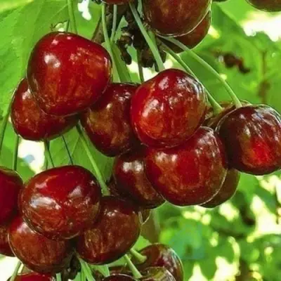 Черешня БУРЛАТ в Туле