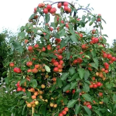 Яблоня ХЮВИНГИЕНЗИС декоративная в Туле
