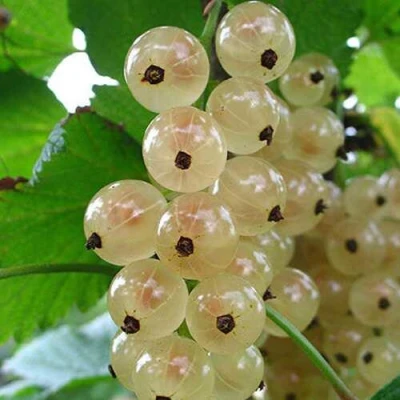 Смородина белая ЮТЕРБОРГСКАЯ в Туле