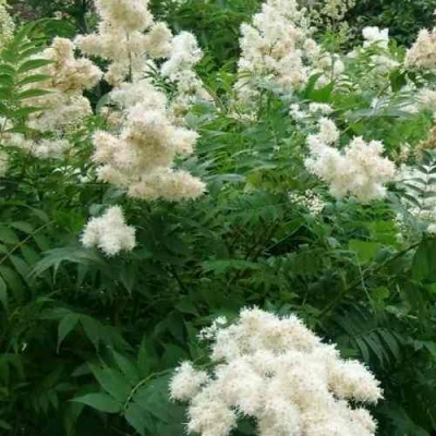 Рябинник рябинолистный в Туле