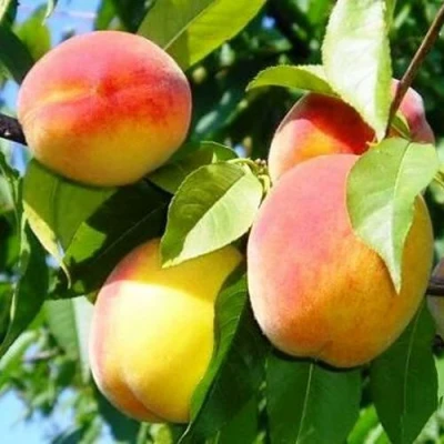 Персик ПАМЯТЬ ЛОЙКО в Туле