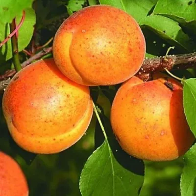 Абрикос СПАДЧЫНА в Туле