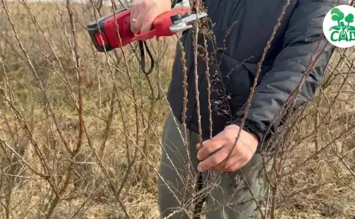 Превью видео