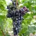 Виноград АКАДЕМИК АВИДЗБА в Туле