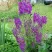 Коровяк ВИОЛЕТТА (вербаскум) в Туле