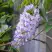 Глициния макростахия БЛЮ МУН в Туле