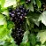 Смородина чёрная БЕЛОРУССКАЯ СЛАДКАЯ в Туле