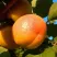 Абрикос СПАДЧЫНА в Туле