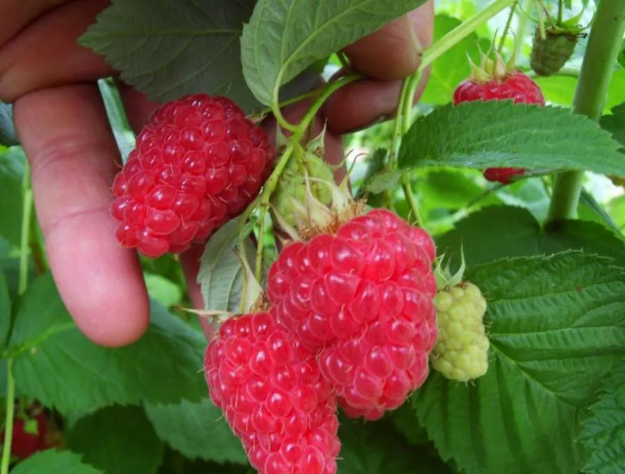  Малина Гусар