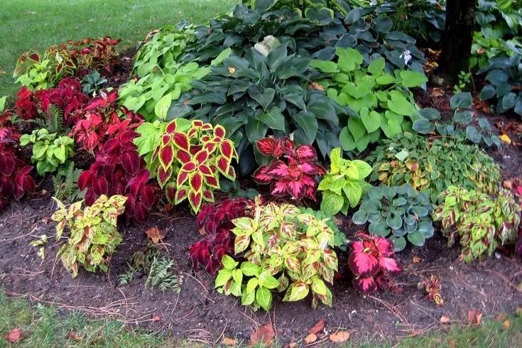 Новинки: многолетники для вашего сада